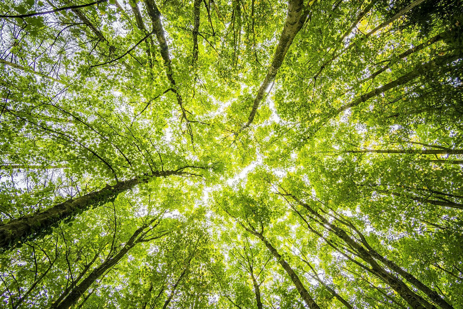 verde molise la regione dai 7 colori