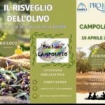 Il risveglio dell’olivo