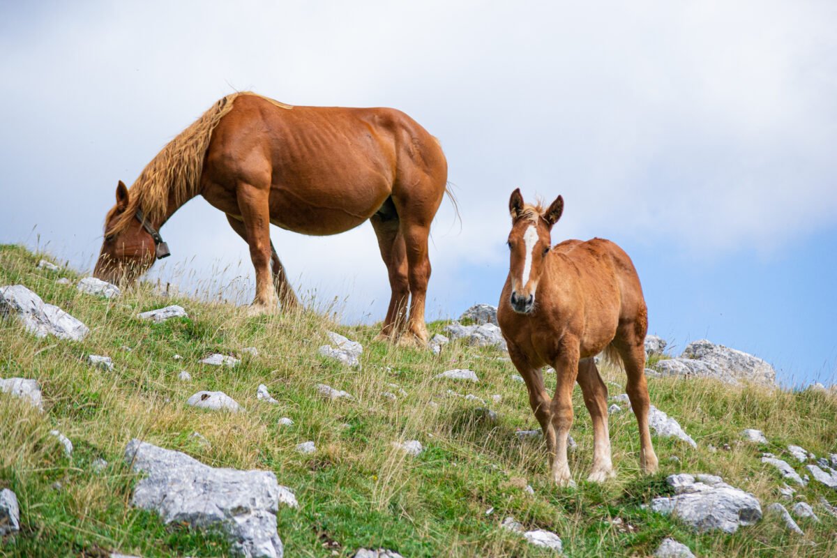 cavalli ed escursioni