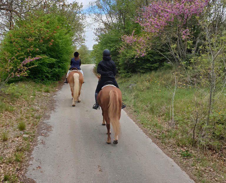 il ginepro forest house