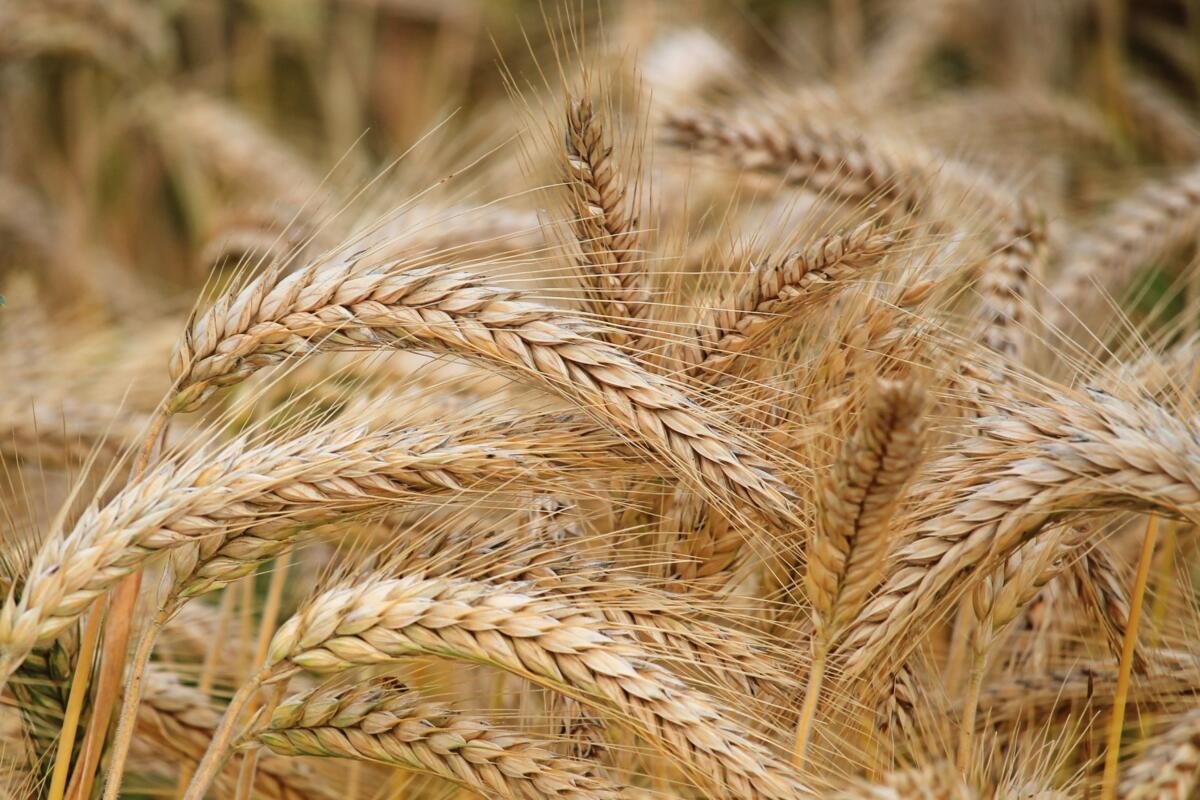 filiera corta del grano molise