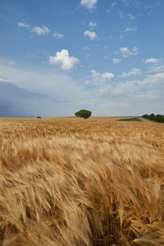 grani molise