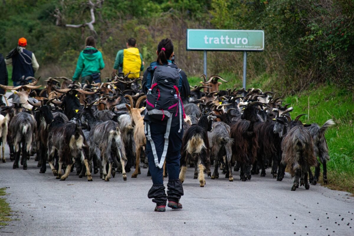 Gregge di capre in movimento vicino a un cartello del tratturo Castel di Sangro-Lucera.