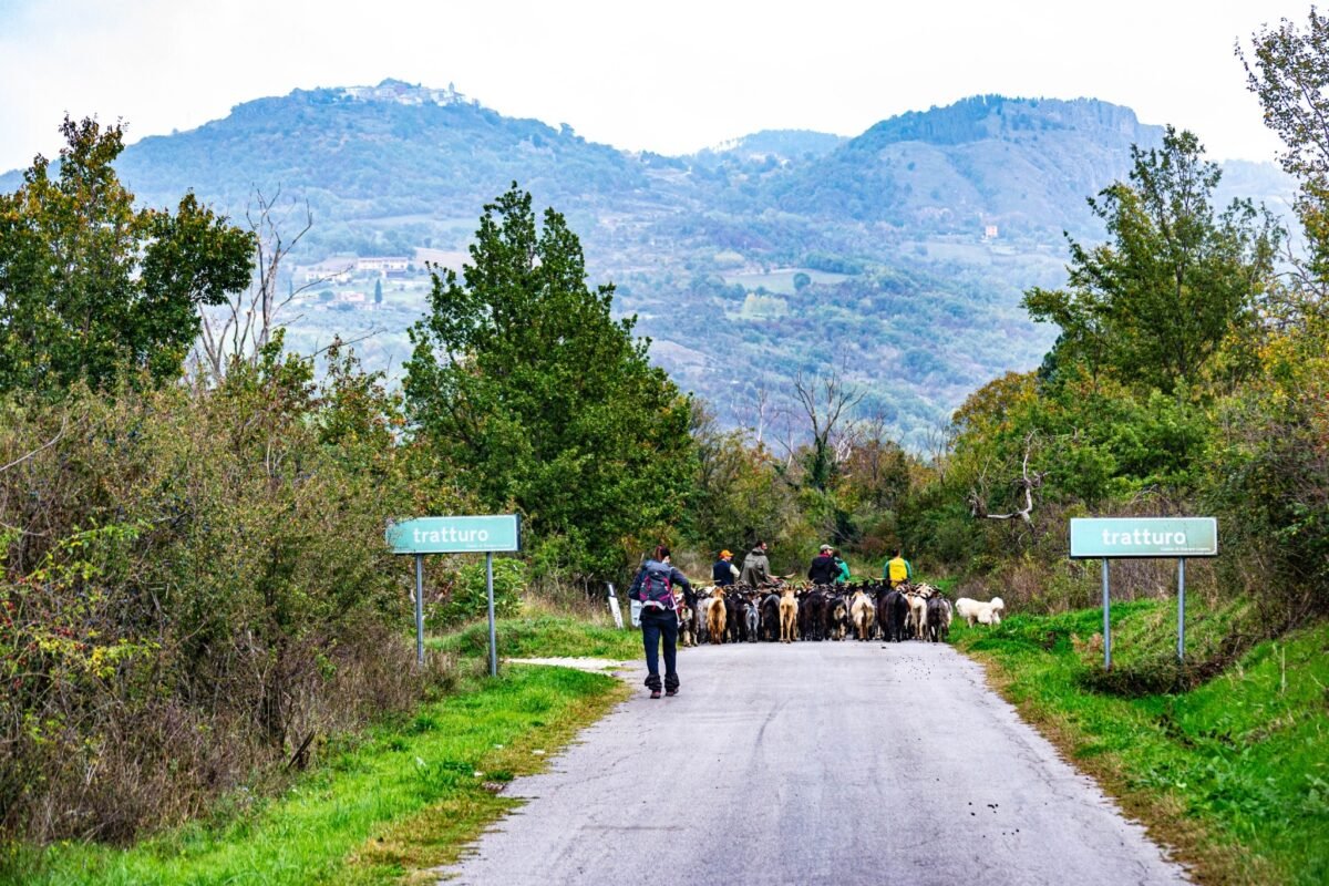 Gregge caprino in movimento nel paesaggio molisano lungo un tratto segnalato del tratturo.