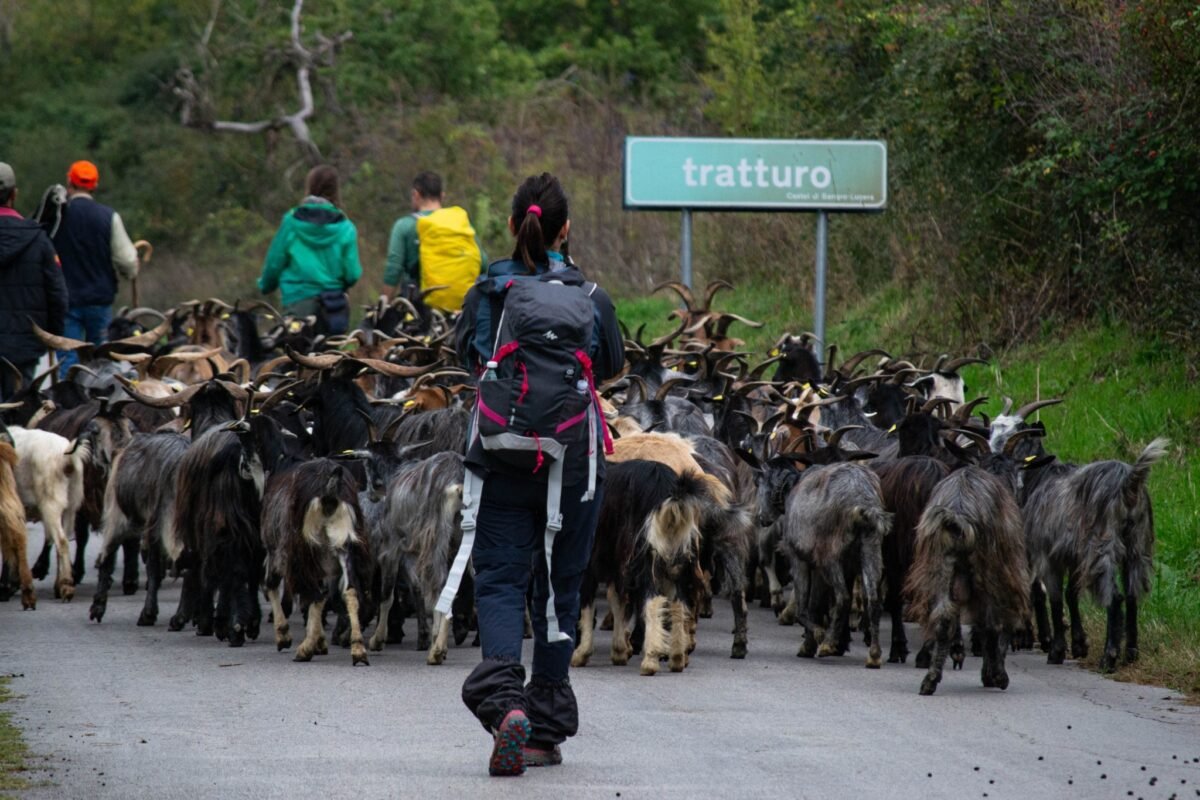 Persone e gregge caprino su un percorso segnalato come tratturo Castel di Sangro-Lucera.