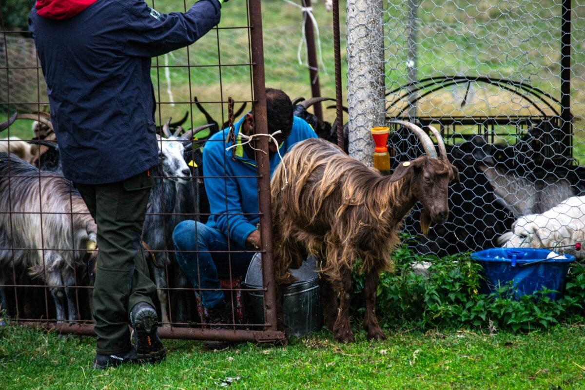 Capra durante una fase di gestione del gregge.