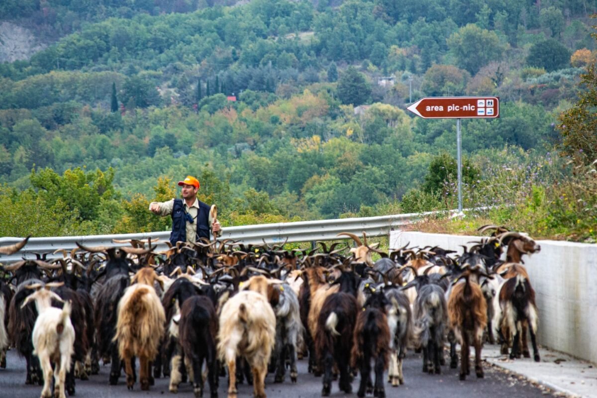 Persona che accompagna un gregge caprino lungo una strada nel paesaggio molisano.