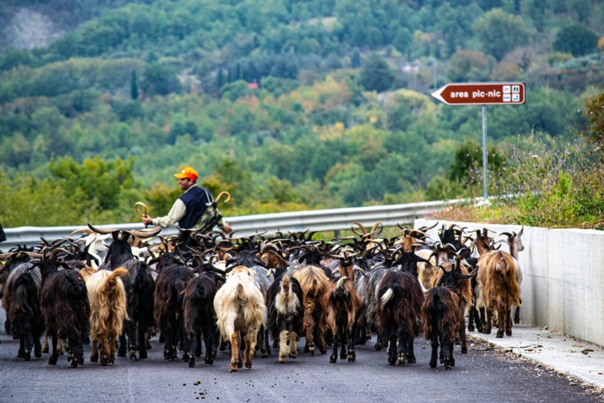 Gregge di capre in movimento accompagnato da una persona.